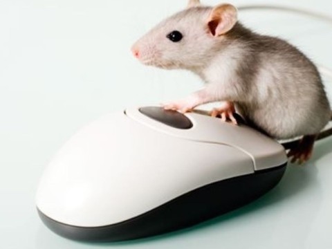 mouse