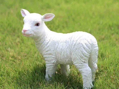 lamb