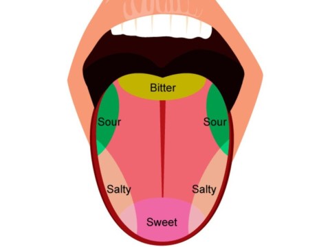 tongue