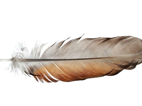 feather