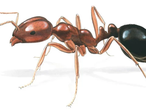 ant