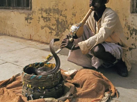 snake charmer