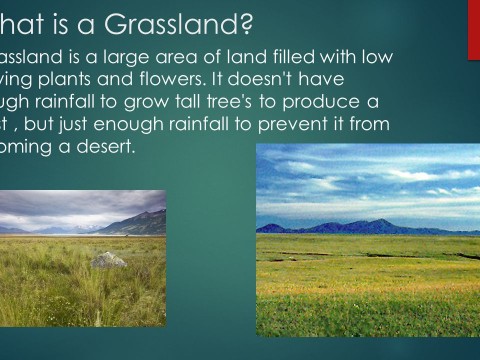 grassland