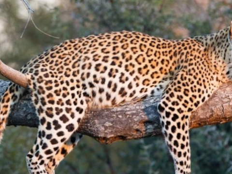 leopard