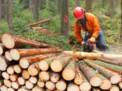 logger