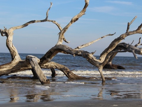 driftwood