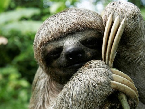 sloth