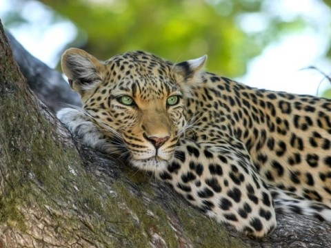 leopardess