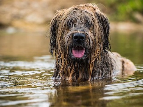 bedraggled