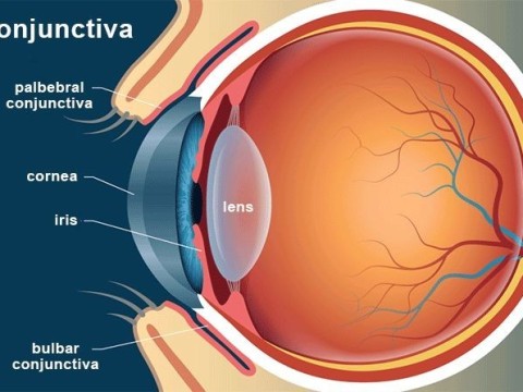 conjunctival