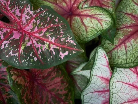 variegation