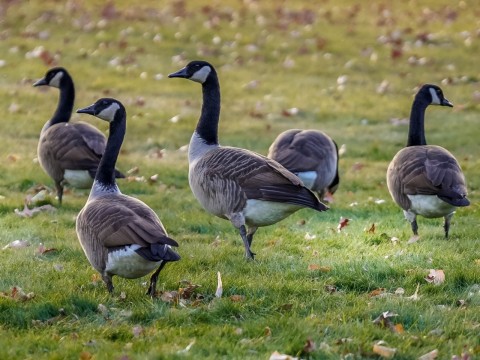 geese