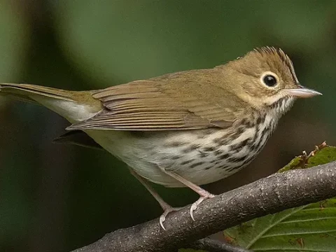 ovenbird