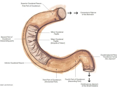 suspensory