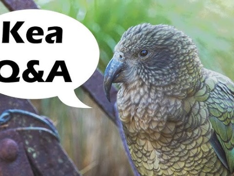 Kea