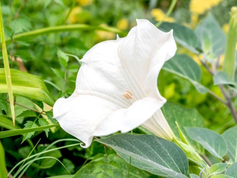 moonflower