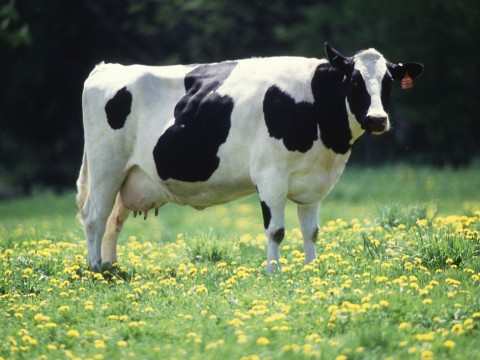 cow