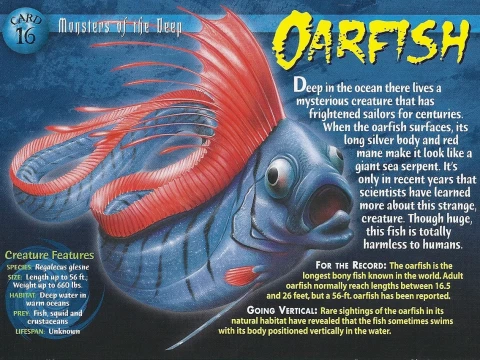 oarfish