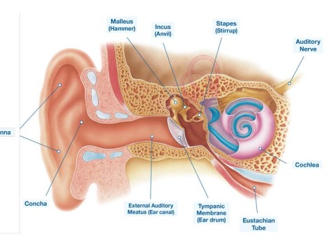 ear