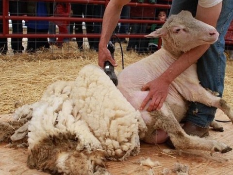 shearing