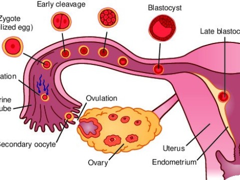 fertilisation