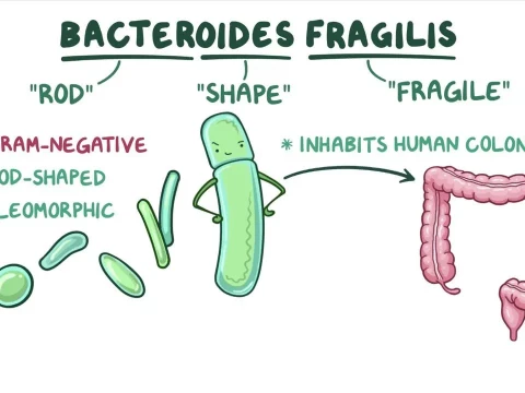 bacteroid