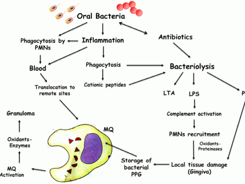 bacteriolytic