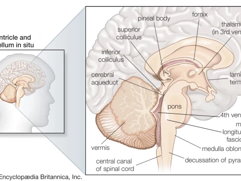 hindbrain