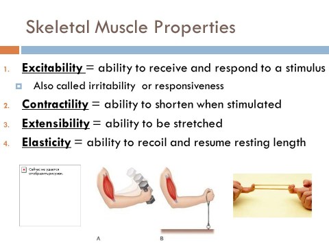 excitability