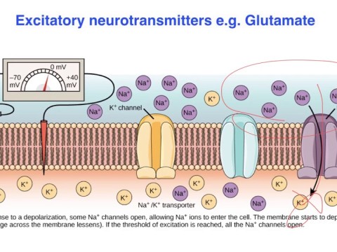 excitatory