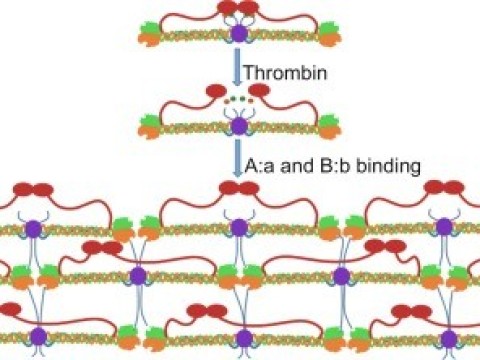 fibrinolysin