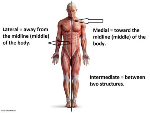 midline