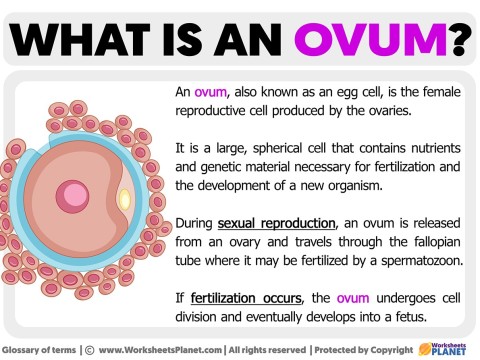 ovum