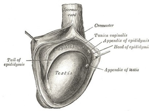 spermatic