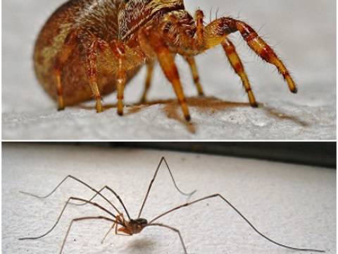 harvestman