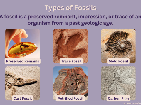 fossilize