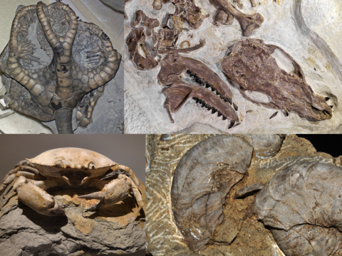 fossiliferous