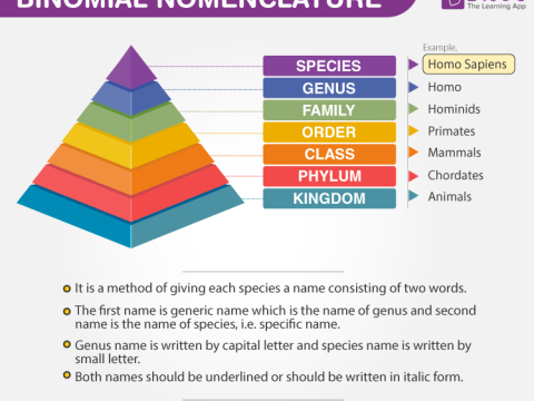 nomenclature