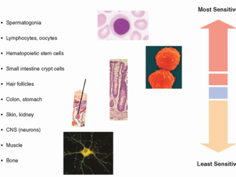 radiosensitivity