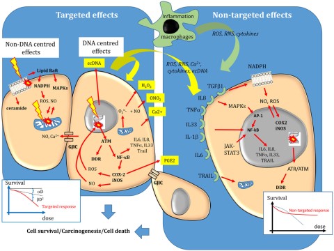 radiobiology