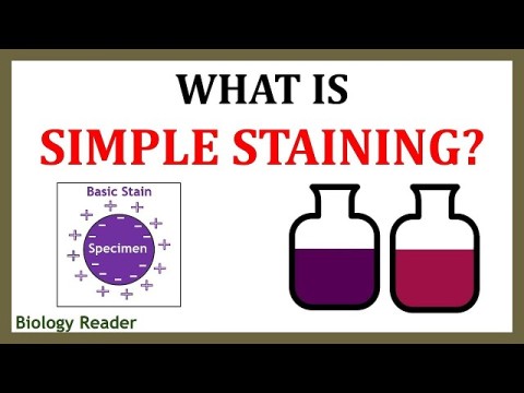 staining