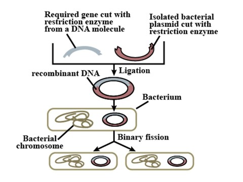 inactivation