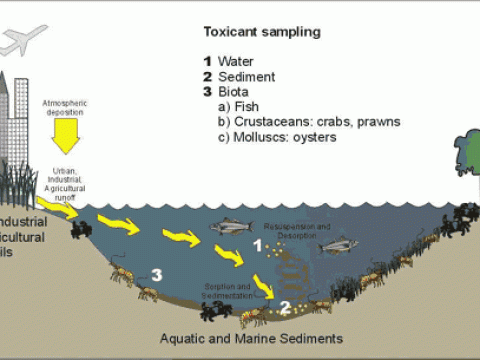 toxicant