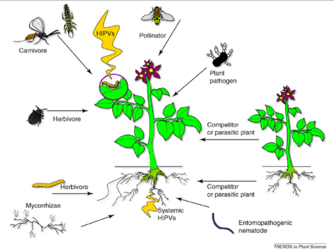 insecticidal