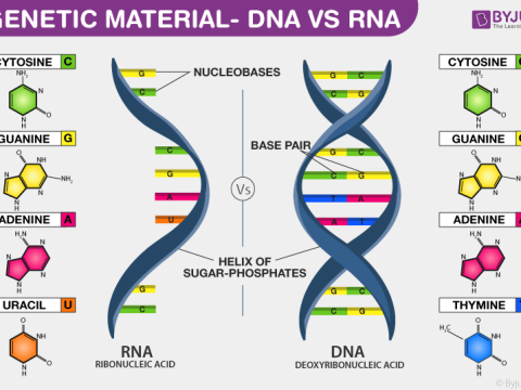 genetical