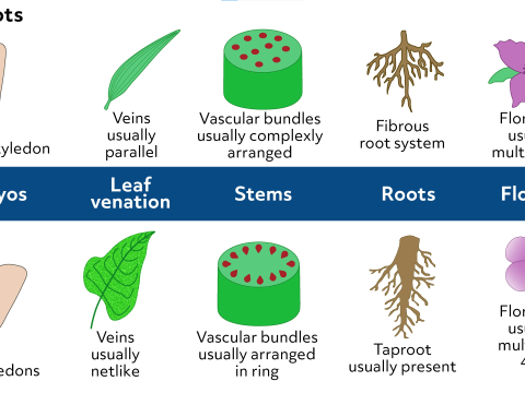 plantae