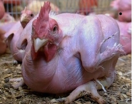 featherless