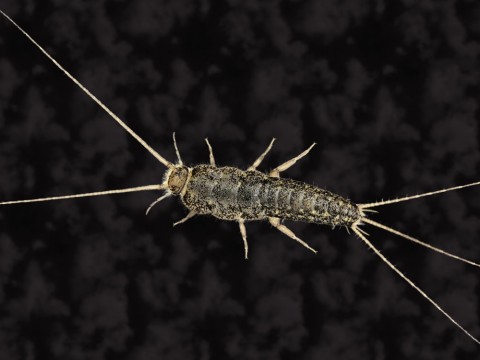 silverfish