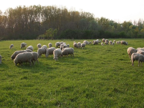 pastureland