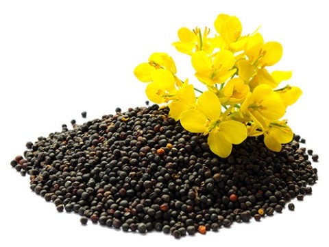 rapeseed